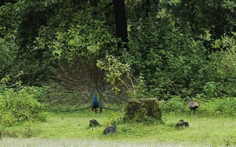 Pali Waterfall, Valpoi | WhatsHot Goa
