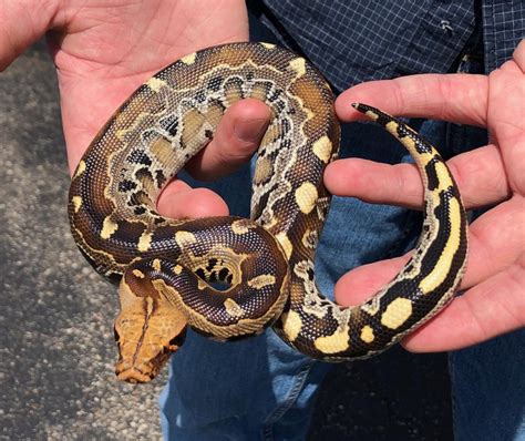 Image result for Blood Python Eating Rabbit