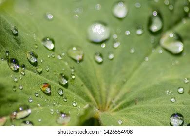 Crystal Raindrops Fall 的图像结果