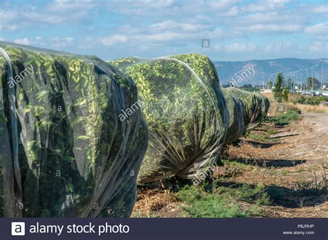 Image result for How to Bilde a Tree Nete