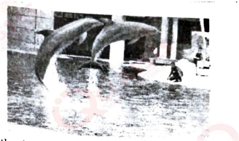 In a pool at an aquarium, a dolphin jumps out of the water travelling ...
