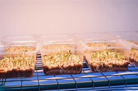 Microgreen sprouts germinate in a plastic box illuminated by a lamp ...