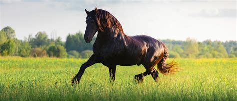 Horse Footfalls Sequence At Gaits