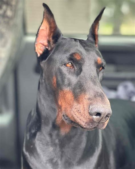 Rolling Acres Dobermans - Doberman Pinscher Puppies for Sale in Webster ...