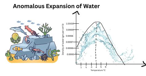 Anomalous Expansion of Water: Molecular Basics and Various Natural Processes
