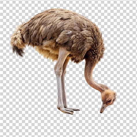 An ostrich standing on one foot on transparent background | Premium AI ...
