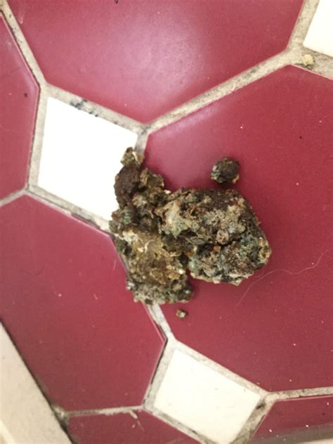 Image result for Normal Chicken Poop vs Sick