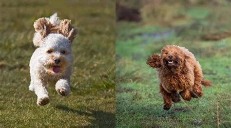 Image result for Cockapoo vs Goldendoodle
