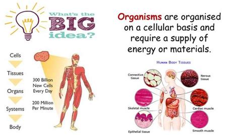 Image result for Science Cells