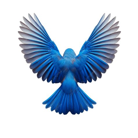 Blue Bird On Transparent Background, Blue Bird, Bird PNG Transparent ...