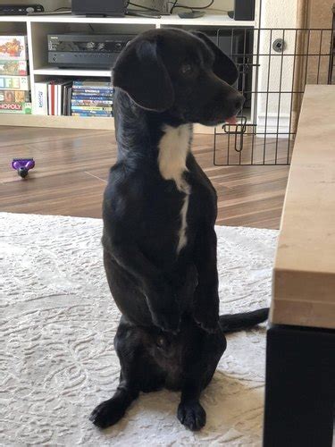 18 Hilarious Photos Of Dogs Guaranteed To Make Your Brain Release ...