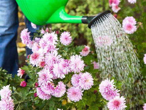 How Often Should You Water Mums - Backyard Boss