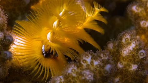 Are Christmas Tree Worms Decomposers? – sharksinfo.com