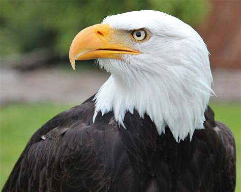 American Bald Eagles Face New Challenge Post Population Rebound | ハクトウ ...