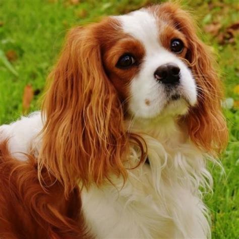 Italian Greyhound vs Cavalier King Charles Spaniel - Breed Comparison