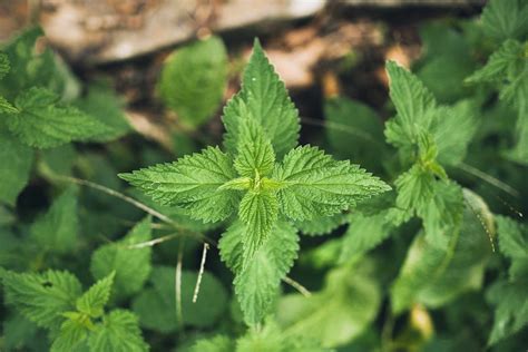 How to Grow and Care for Stinging Nettle