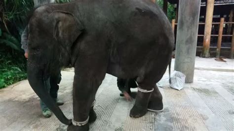 重磅报告｜容易受伤的大象 -保护地平台