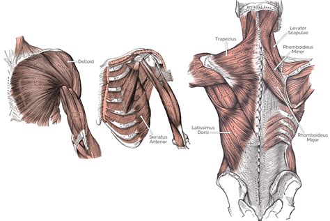 Shoulder Flexion & Abduction Dual Channel