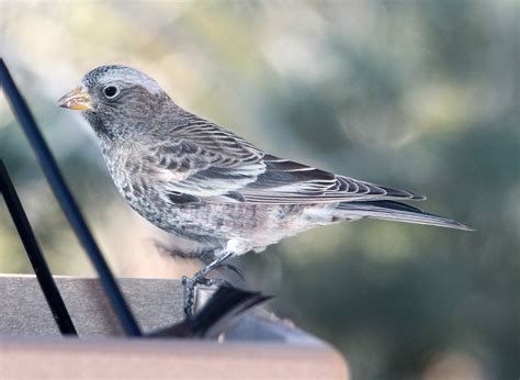 Black Rosy-Finch | Audubon Field Guide