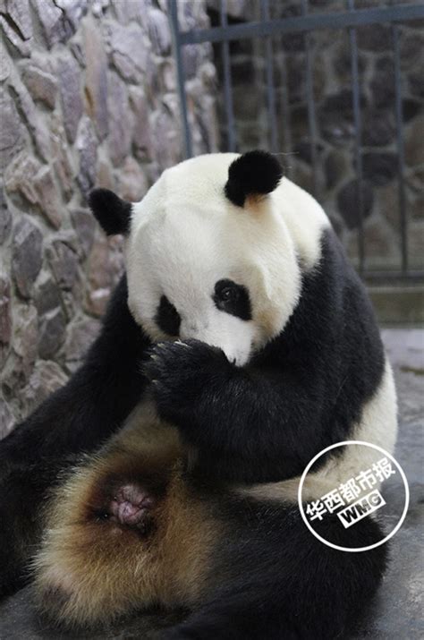 韩国爱宝乐园启动熊猫产子计划 有望明年怀孕|受孕|熊猫|爱宝乐园_新浪新闻