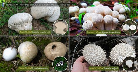 Giant Puffball Mushroom Poisonous and Edible Look-Alikes