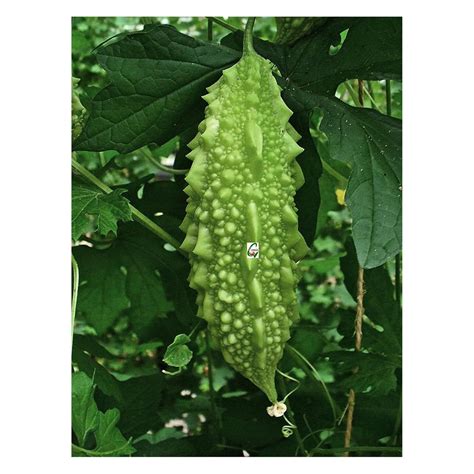 Keralagro Bitter Gourd Vegetable Seed (Variety- Preethi) | Sow and Grow ...