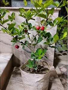 Green view® Early Fruiting Barbados Cherry Live Plant – Fast Growing ...