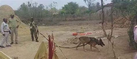 Balaghat News : बिजली करेंट से भालू और दो चीतल की मौत, जांच में जुटा वन ...