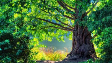 4K Nature Wallpapers - Top Free 4K Nature Backgrounds - WallpaperAccess