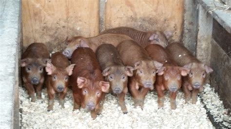 Photos :: Red Wattle Hog Association