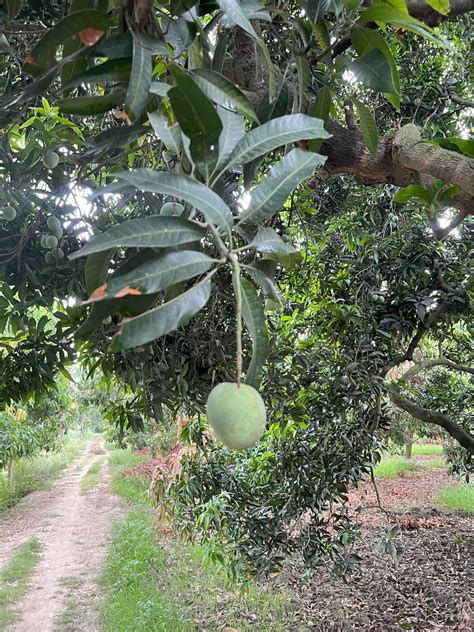Ramkela – The King of Pickling Mangoes – ASD Orchards