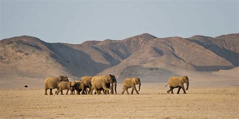 Desert Animals and National Parks in Namibia