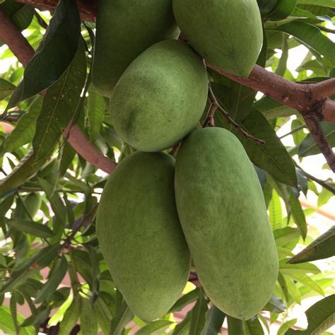 Native Earth Nursery Rare "Thai Chok Anan" All Time Mango Grafted 2-3 ...