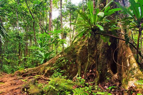 Plant Adaptations In The Rainforest - Plant Ideas