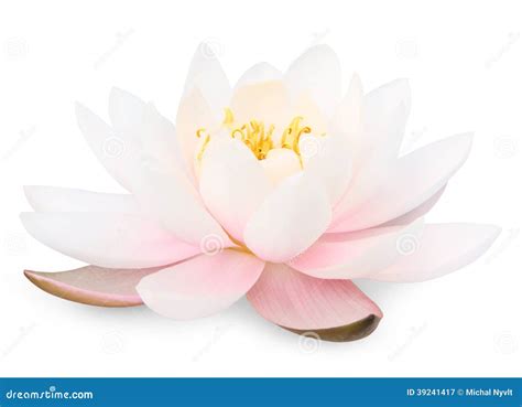 Lotus Flower For Praying Buddha Royalty-Free Stock Photography ...