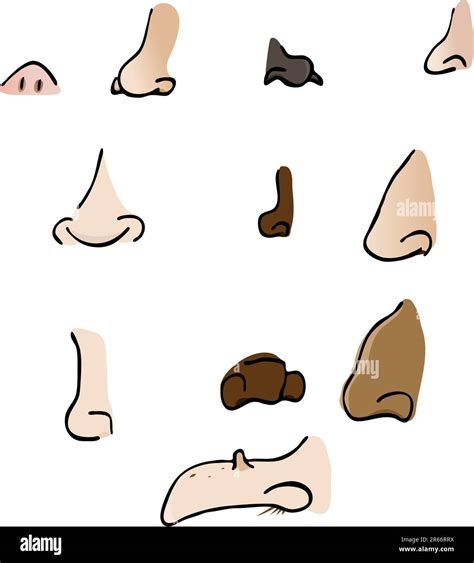 Types Of Noses Chart
