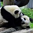 熊猫 的图像结果