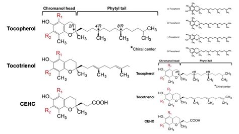 Vitamin Archives - Biology Notes Online