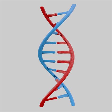 3d Dna Models