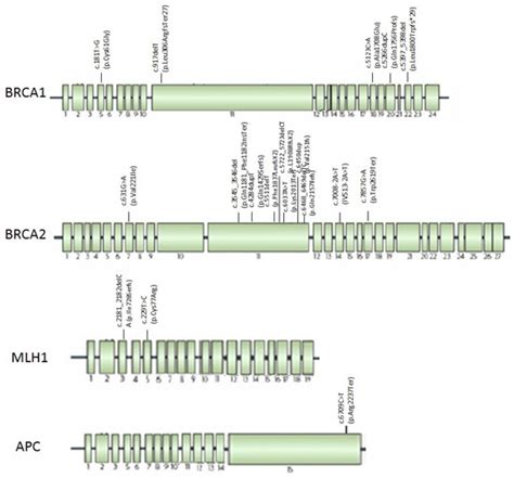 Pancreatic Cancer with Mutation in BRCA1/2, MLH1, and APC Genes ...