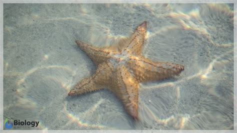 Image result for How Fragmentation Works