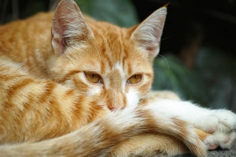 The secrets of red cats: 15 stunning facts that you did not know about ...