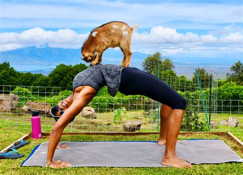 Maui Goat Yoga | Experience Yoga In A Cute Way