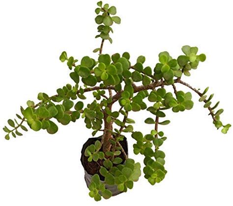 Bharat Herbs Care® Crasulla Plant, Jade Plant, Live Medicinal Plant ...