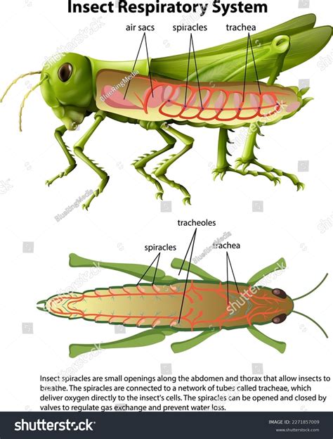 Grasshopper Respiratory System