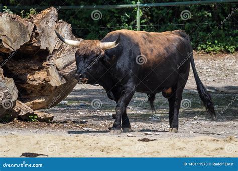 Heck Cattle, Bos Primigenius Taurus or Aurochs in the Zoo Stock Image ...