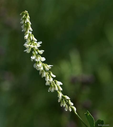 Komonice bílá - Melilotus albus 1