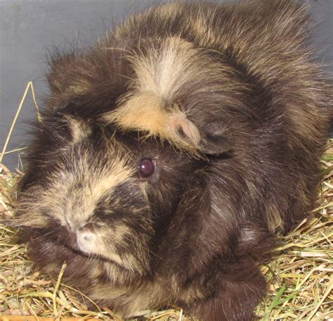 Abyssinian For Sale | Guinea Pigs | Breed Information | Omlet