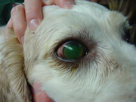 The Perfect Guide to Corneal Ulcers in Dogs and Cats - Petazon