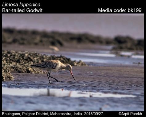 Limosa lapponica (Linnaeus, 1758) - Bar-tailed Godwit | Birds